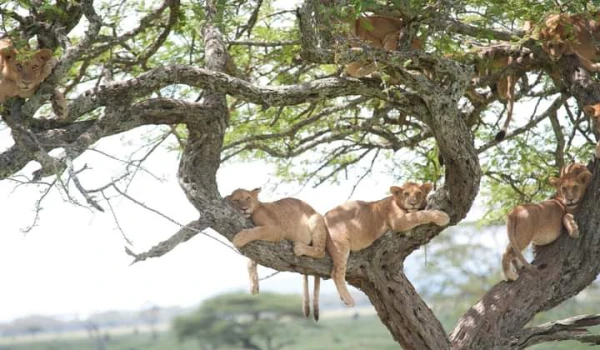 Tree lion