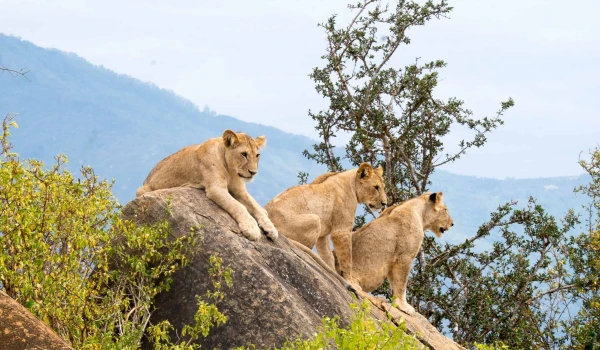 SERENGETI NATIONAL PARK