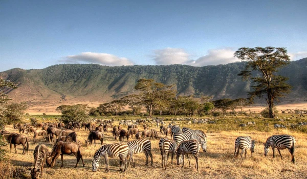 Serengeti safari