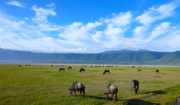 Ngorongoro