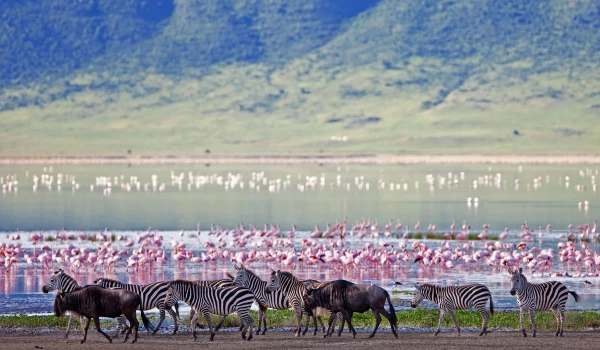 Ngorongoro