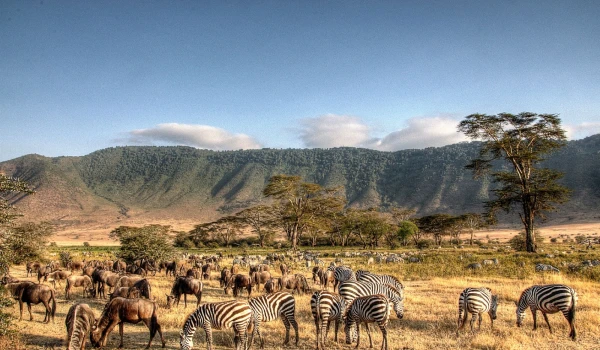 Ngorongoro