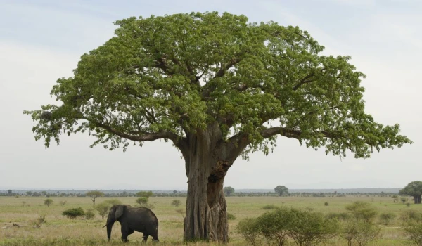 Tarangire National Park