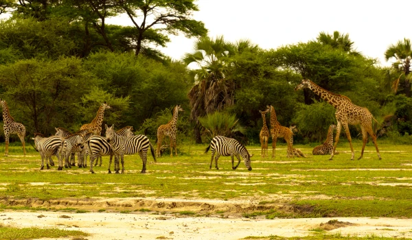 SERENGETI NATIONAL PARK