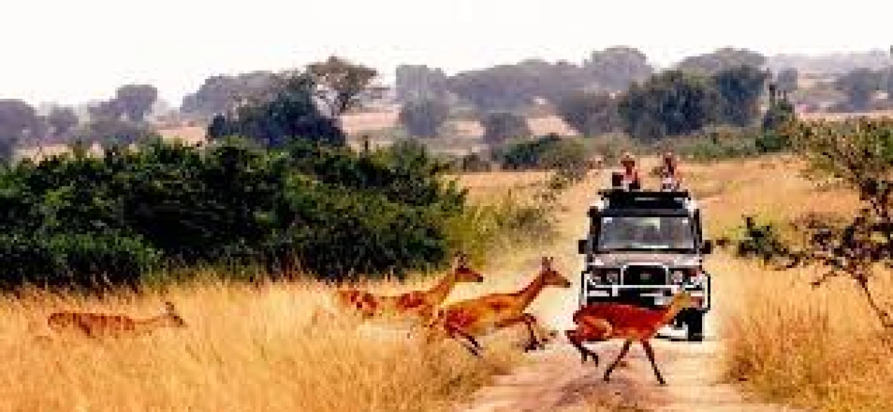 Uganda safaris