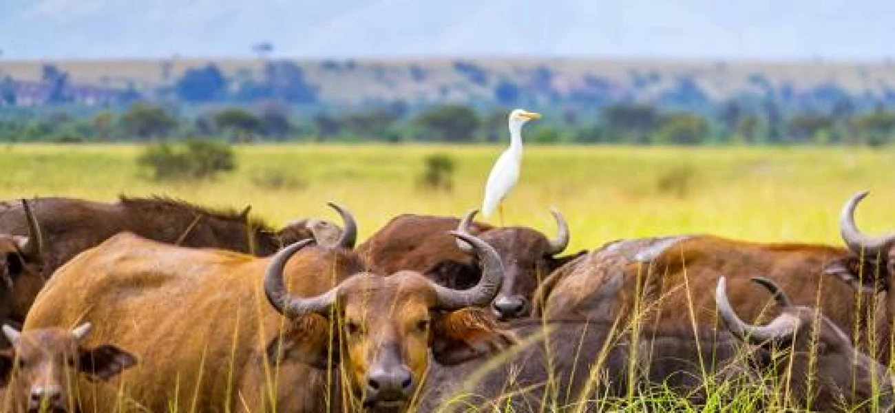  Akagera National Park