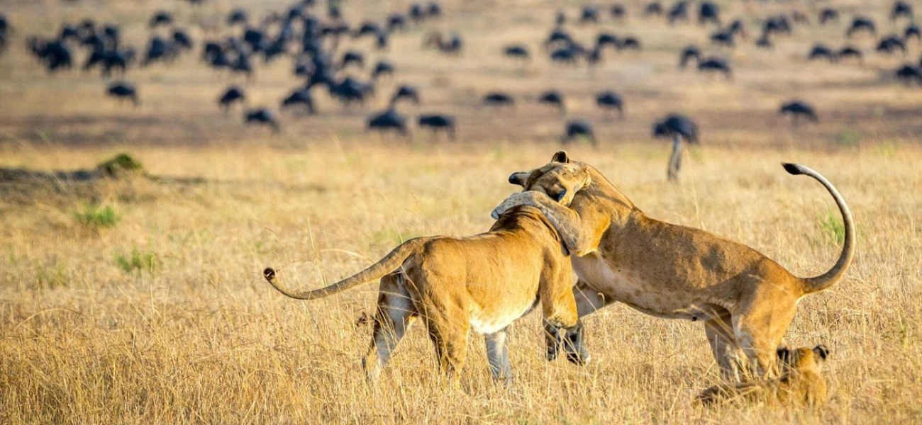 kenya safaris