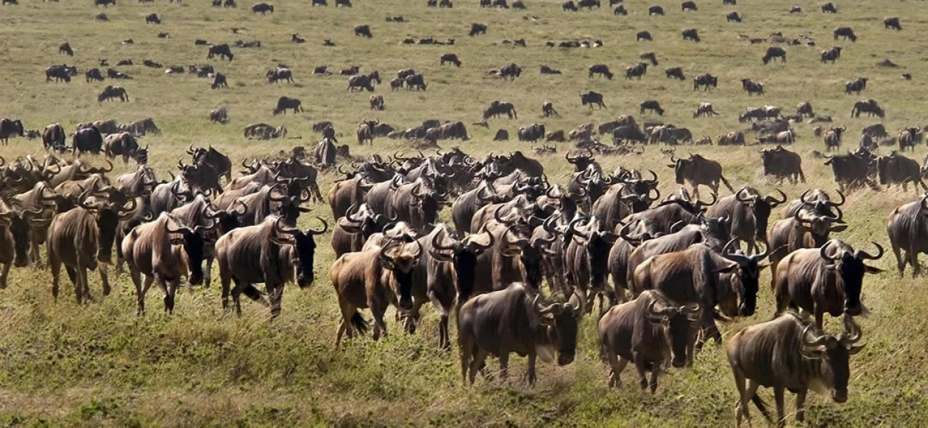 kenya safaris