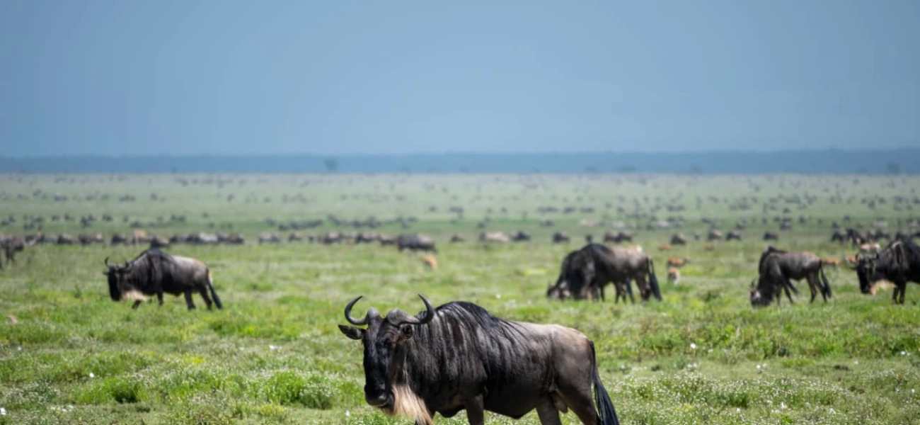 maasaimara tanzania