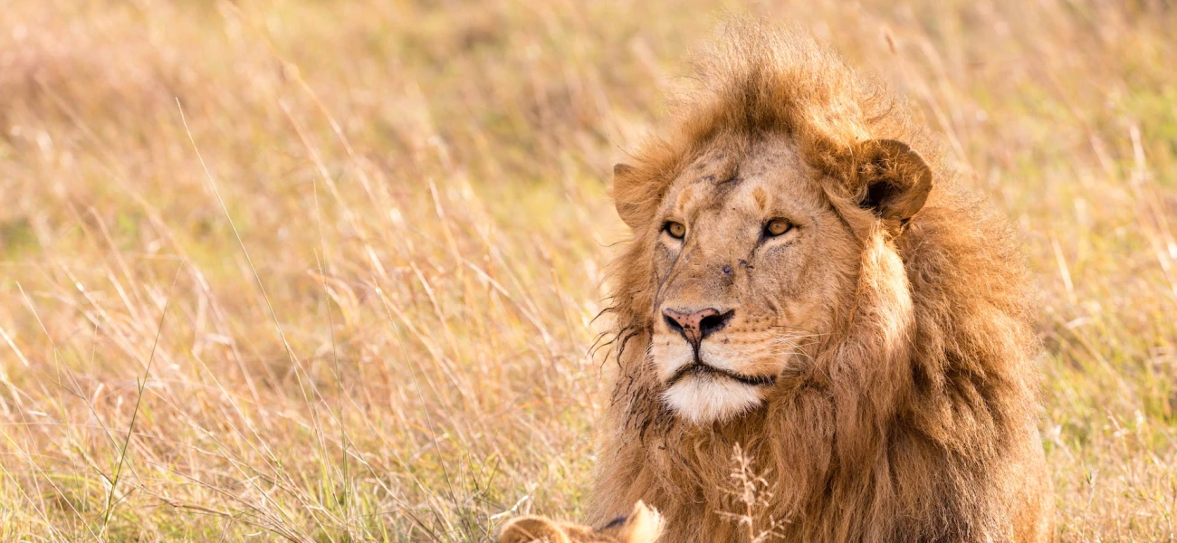 SERENGETI NATIONAL PARK