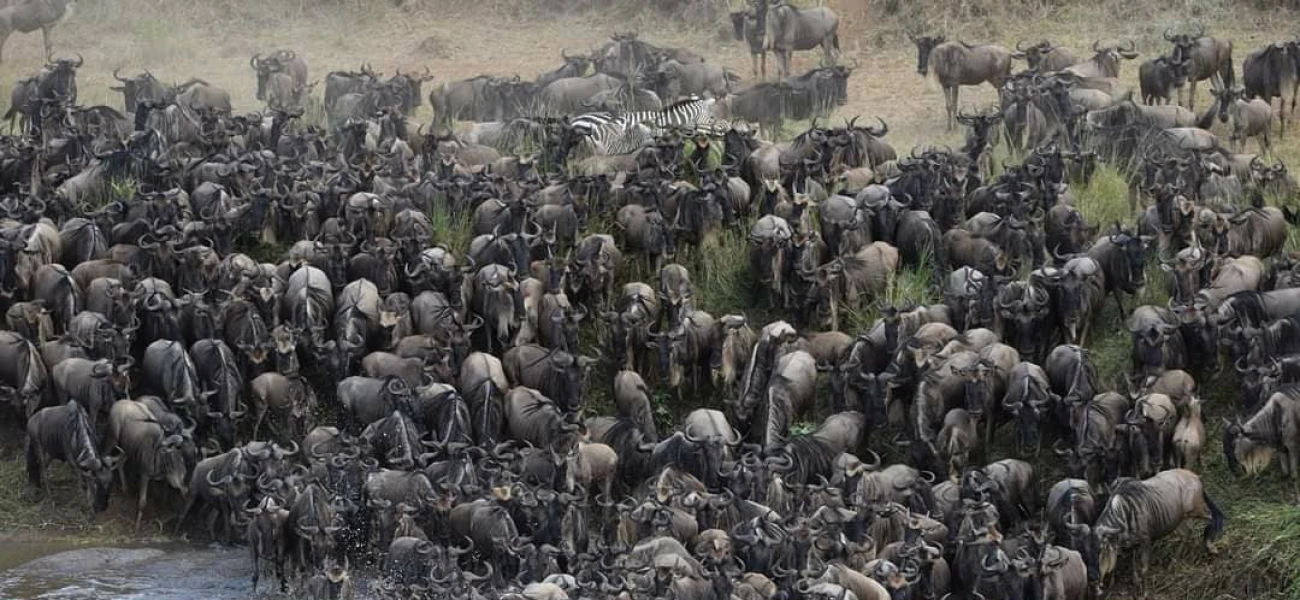 Serengeti safari