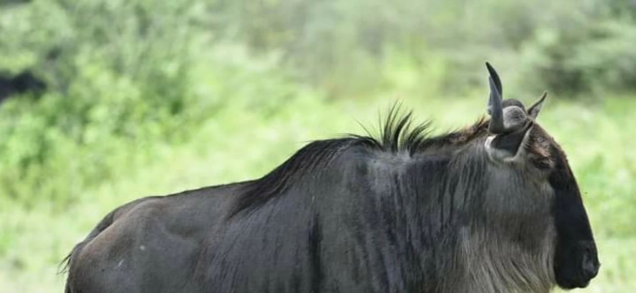 Ngorongoro Crater