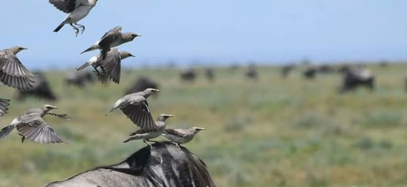 SERENGETI NATIONAL PARK