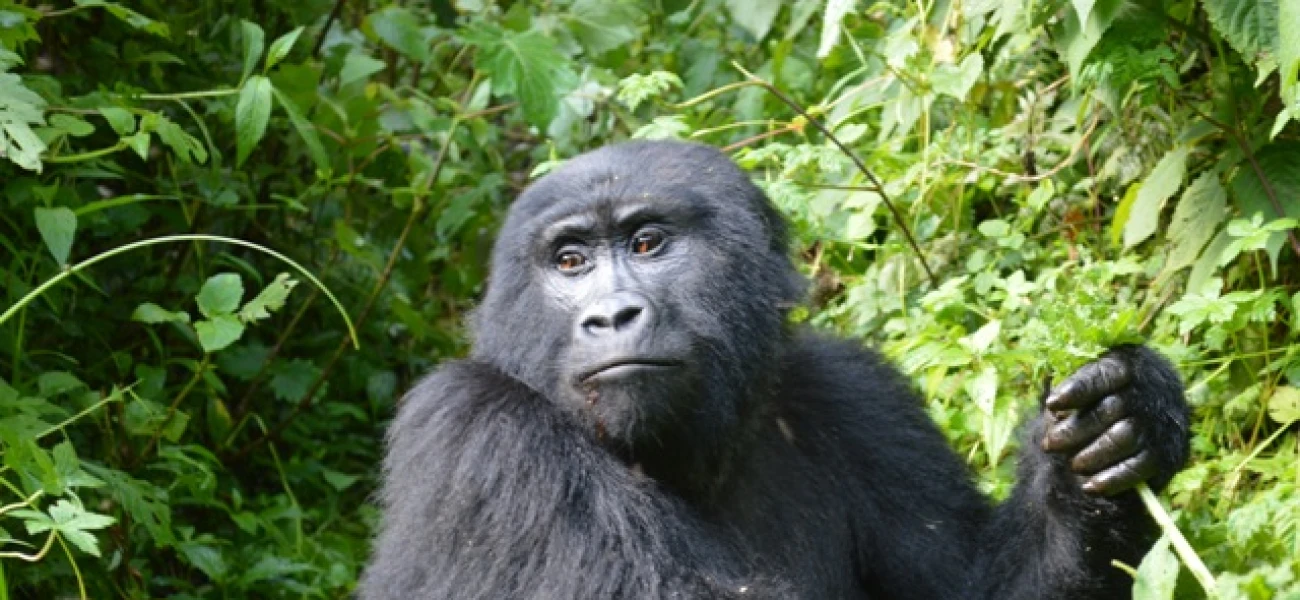 SERENGETI NATIONAL PARK