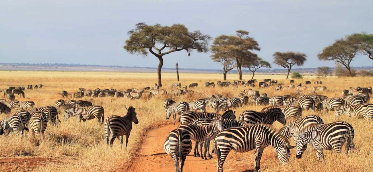 Serengeti safari