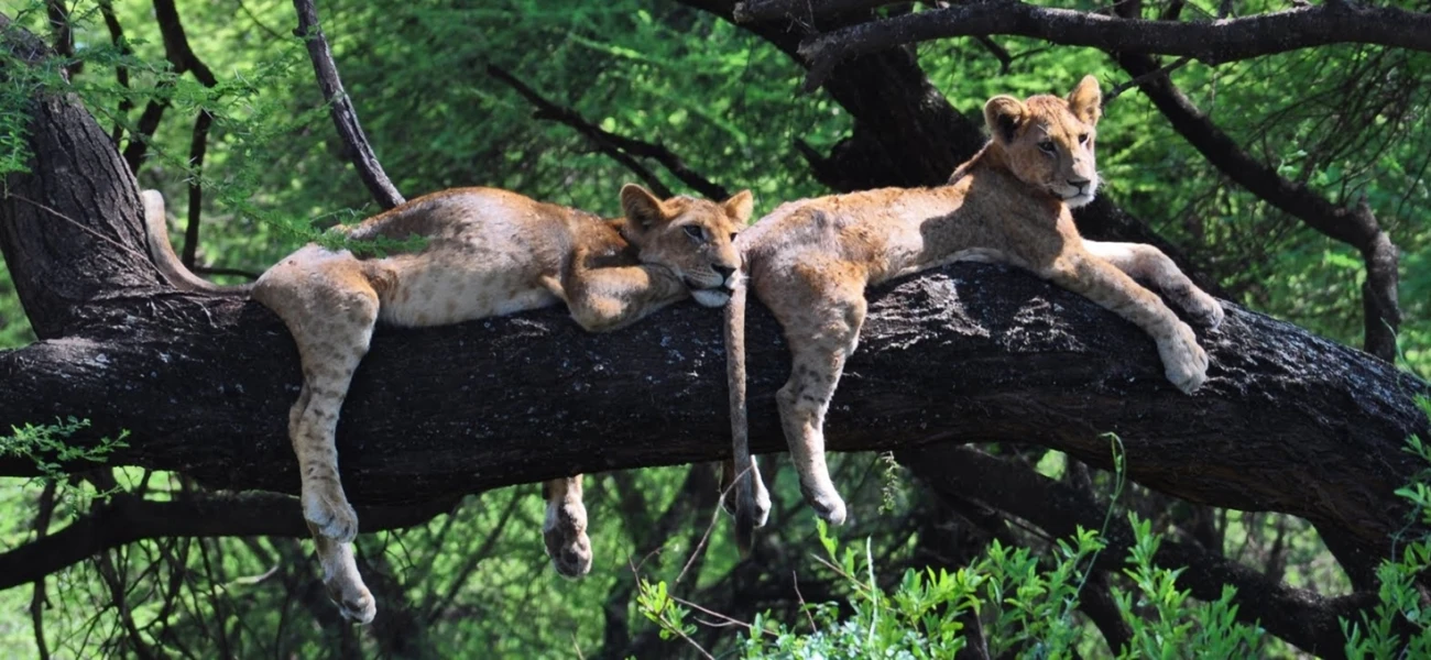 Serengeti safari