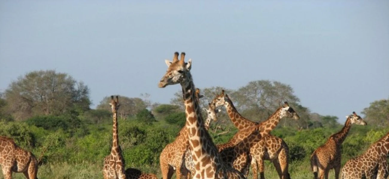 Tanzania Safaris