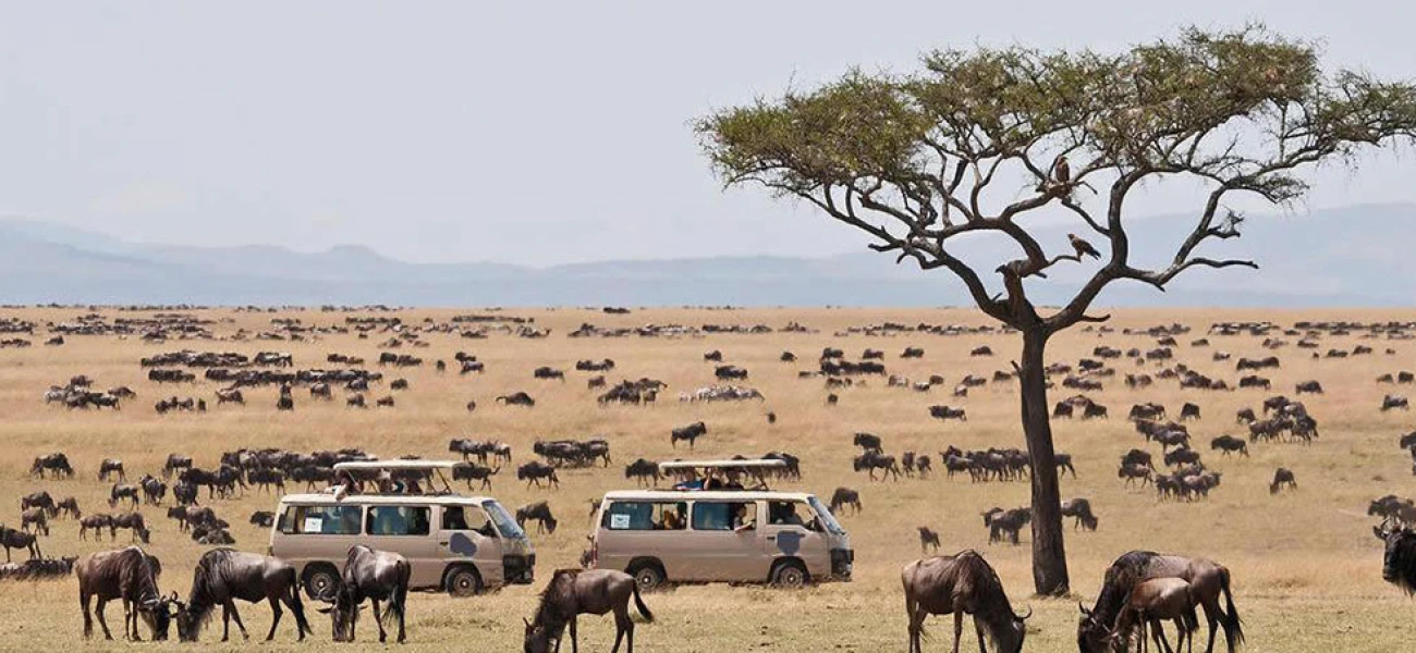 Serengeti safari