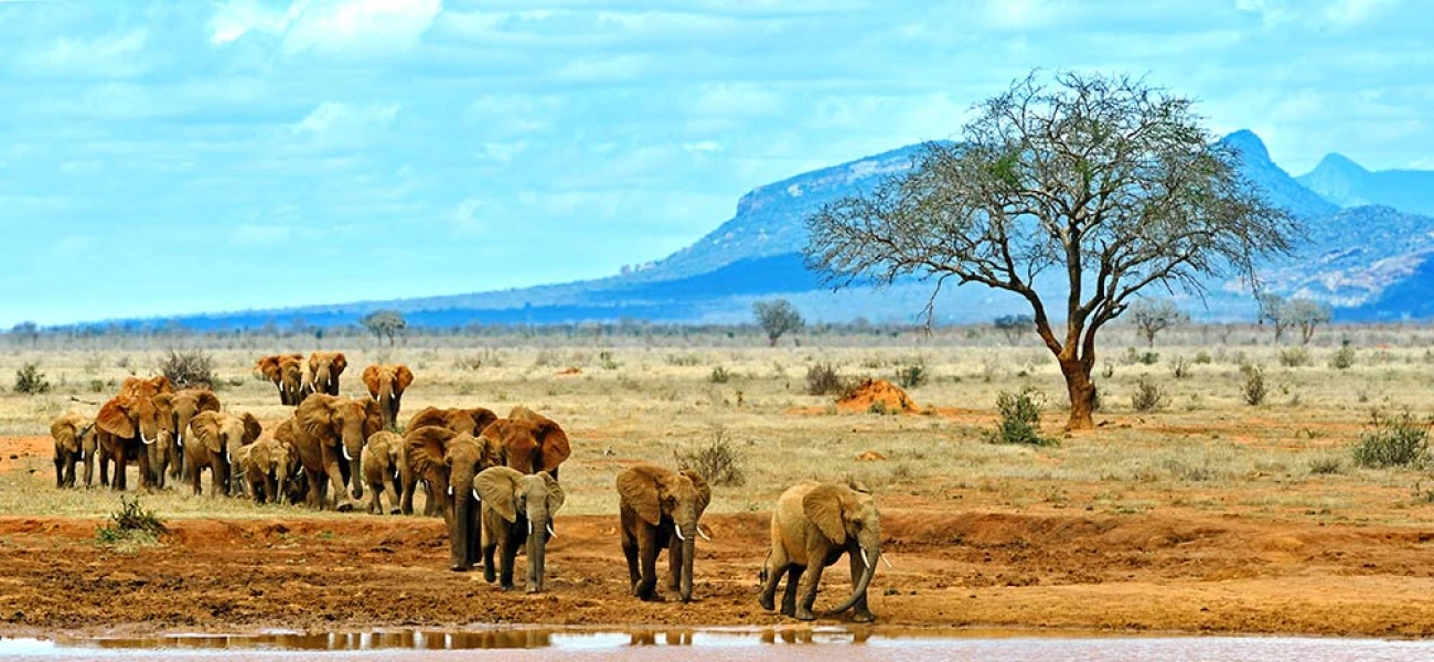 maasai mara