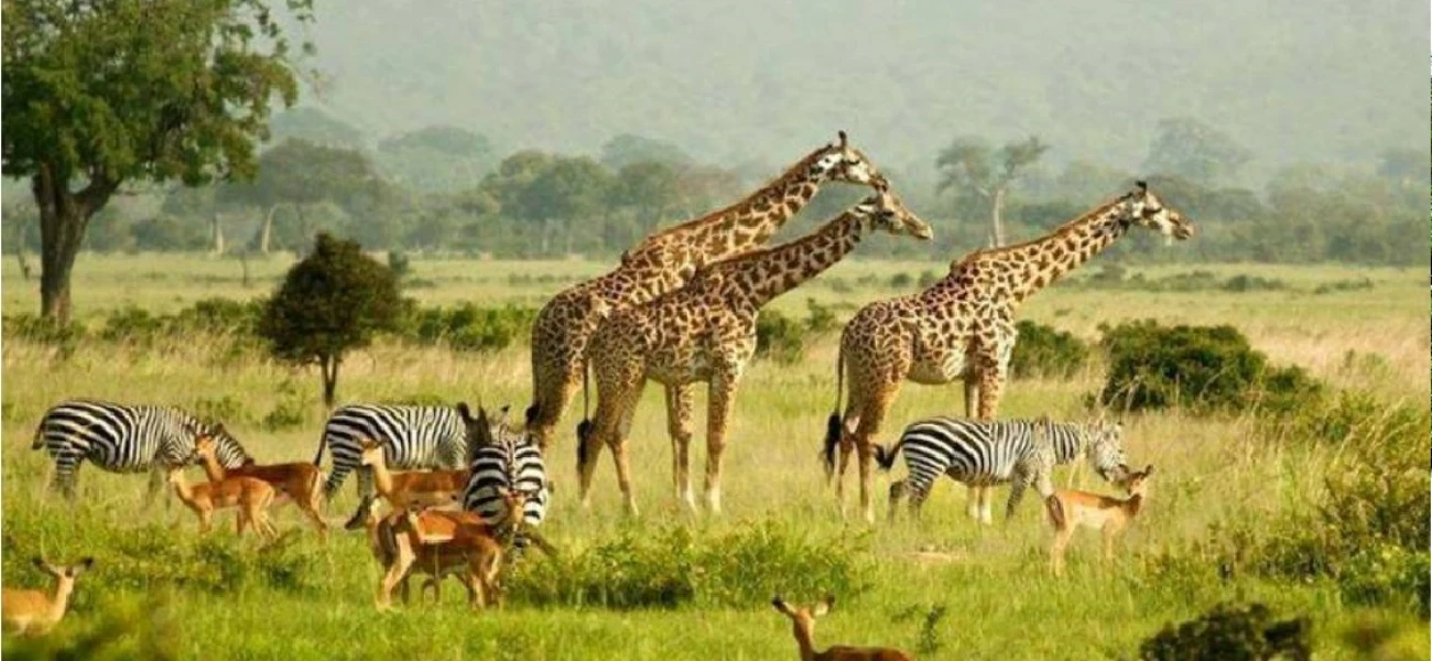 uganda safaris