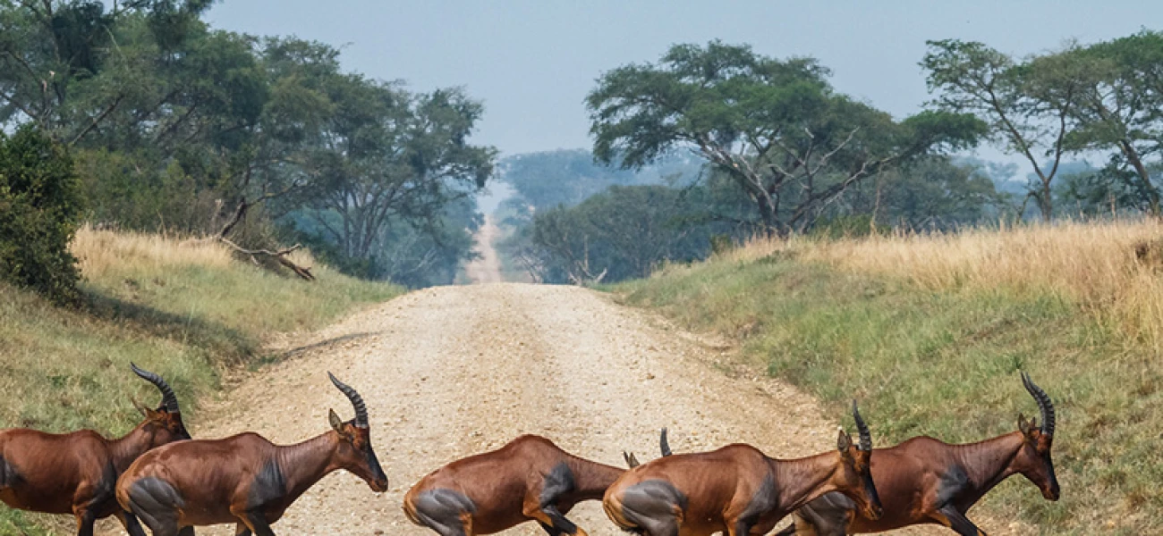 Uganda Safaris