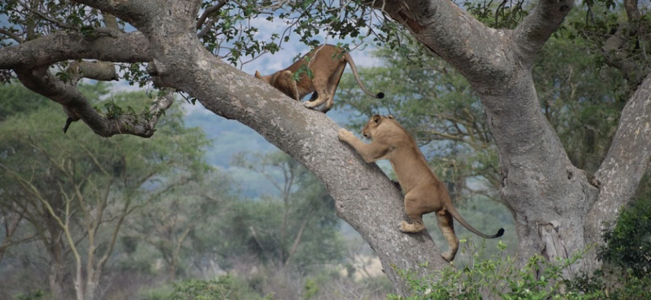 Ngorongoro Crater