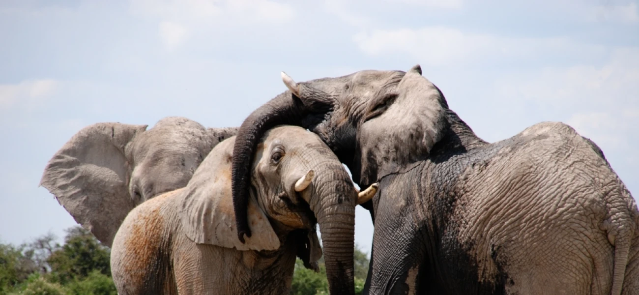 Serengeti safari