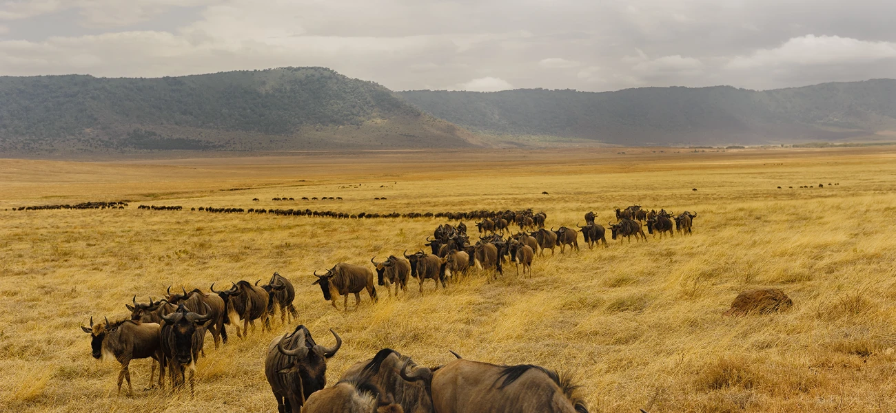 Serengeti safari