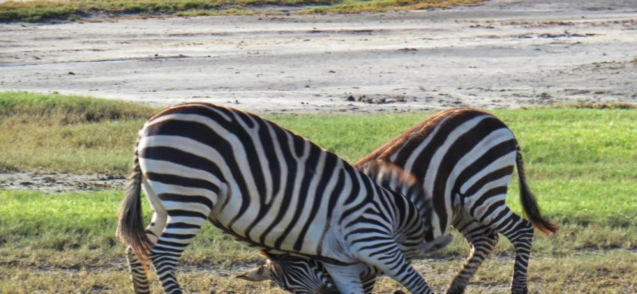 uganda safaris