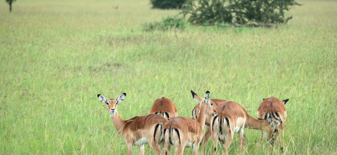 Tanzania Safaris