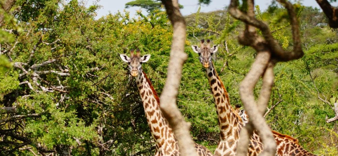 Ngorongoro Crater