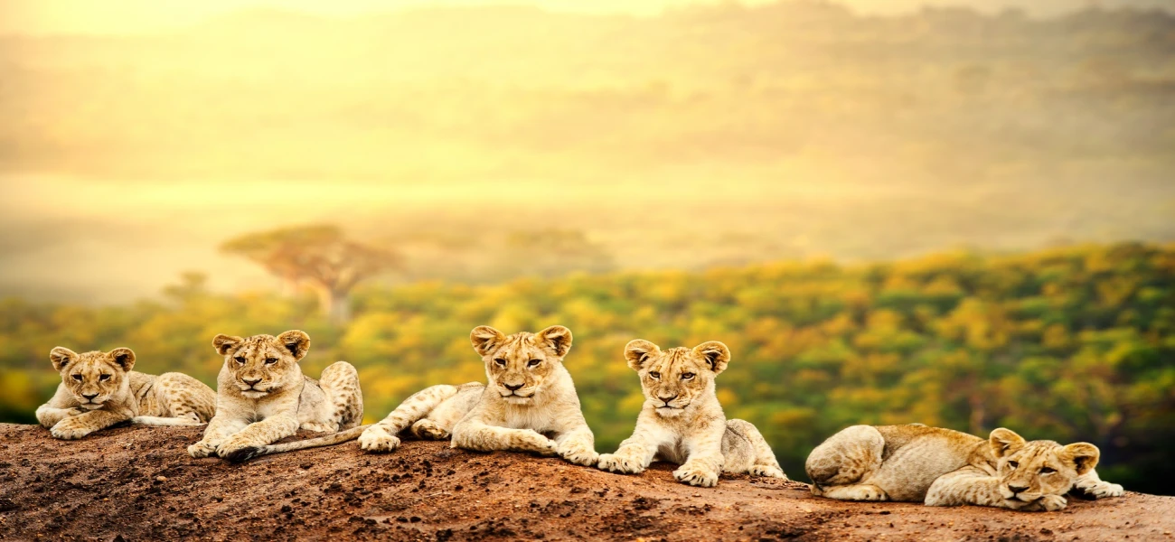 Tanzania Safaris