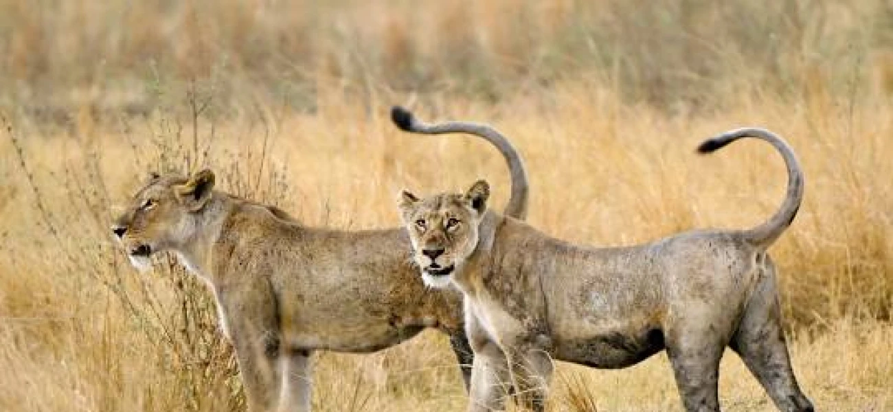 Serengeti safari